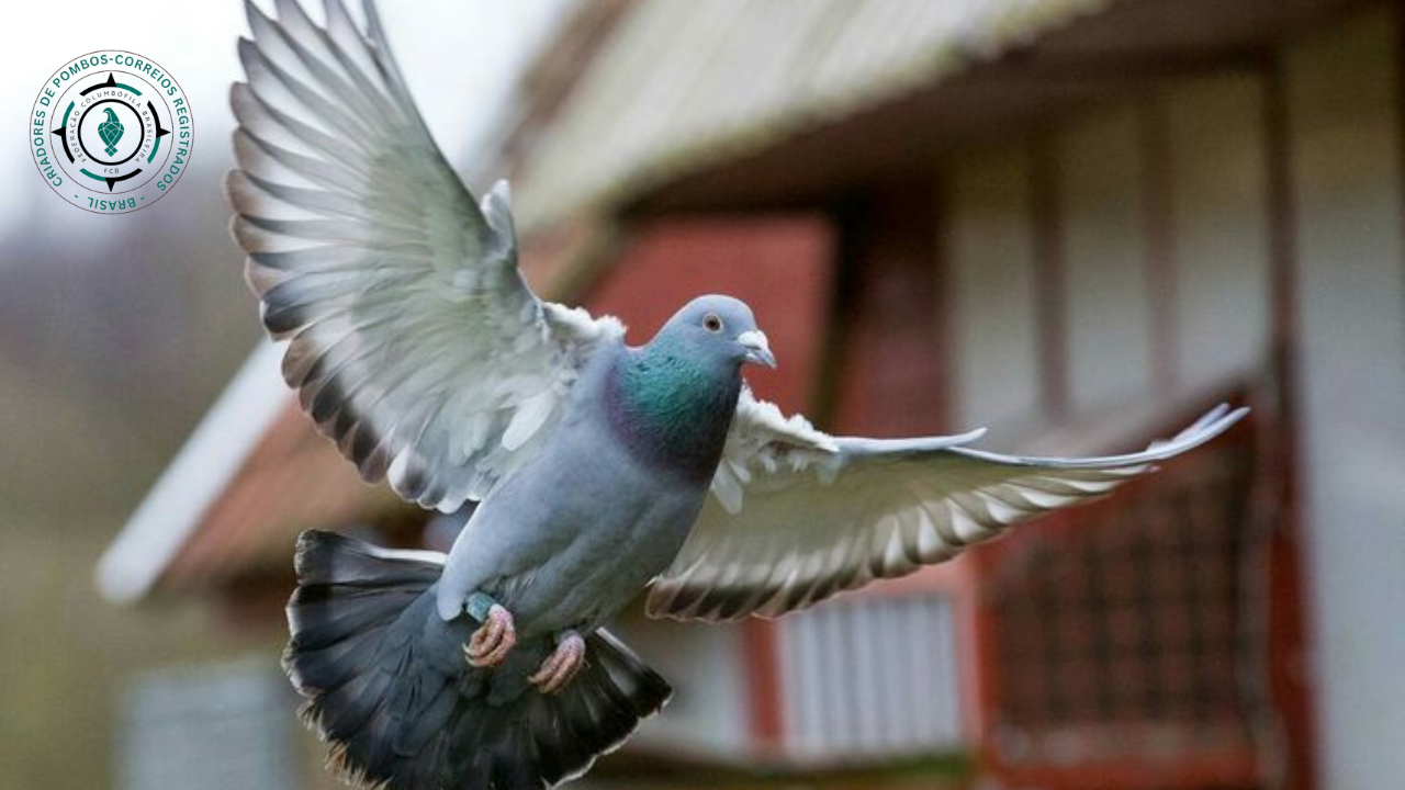 Imbatível no Ar: Como Preparear Seu Pombo Para Vencer Sempre