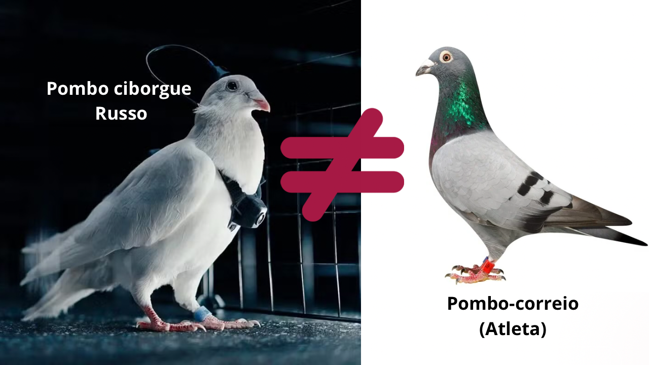 Biodrones ou Atletas? Entenda a diferença entre o projeto militar russo e a verdadeira Columbofilia
