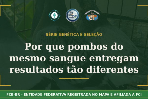 Por que pombos com o mesmo sangue entregam resultados tão diferentes?