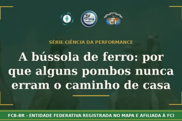 A Bússola de Ferro: Por que alguns pombos nunca erram o caminho de casa?