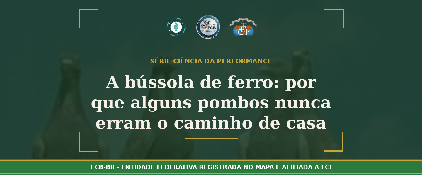 A Bússola de Ferro: Por que alguns pombos nunca erram o caminho de casa?