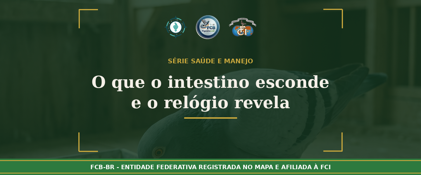 Saúde do Pombo-Correio: O que o Intestino Esconde e o Relógio Revela