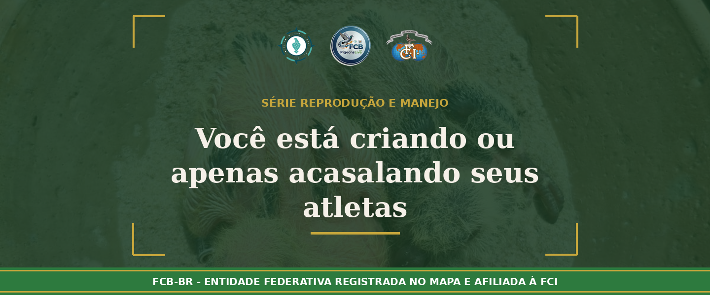 Você está criando ou apenas acasalando seus atletas?