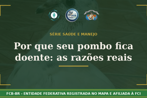 Por que seu pombo fica doente? Você conhece as razões reais?