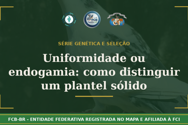Uniformidade ou Endogomia? Como distinguir um plantel geneticamente sólido de um pombal fechado sem critério