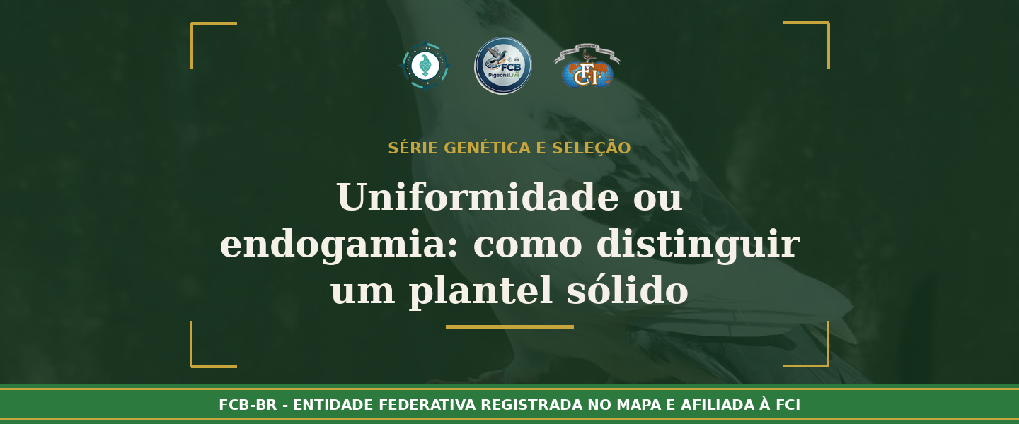 Uniformidade ou Endogomia? Como distinguir um plantel geneticamente sólido de um pombal fechado sem critério
