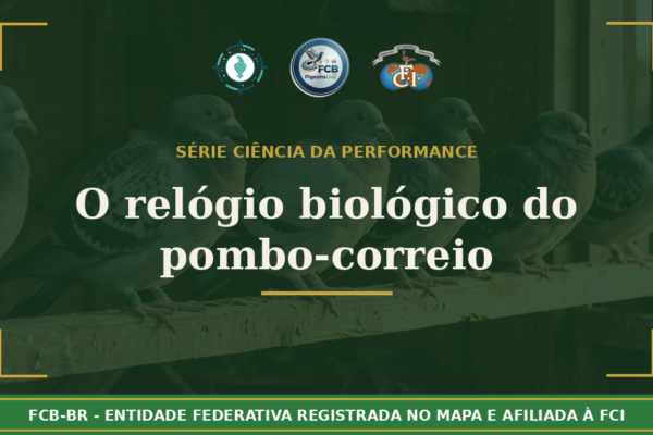 O relógio biológico do pombo-correio: Como o ciclo circadiano controla tudo que acontece no seu pombal