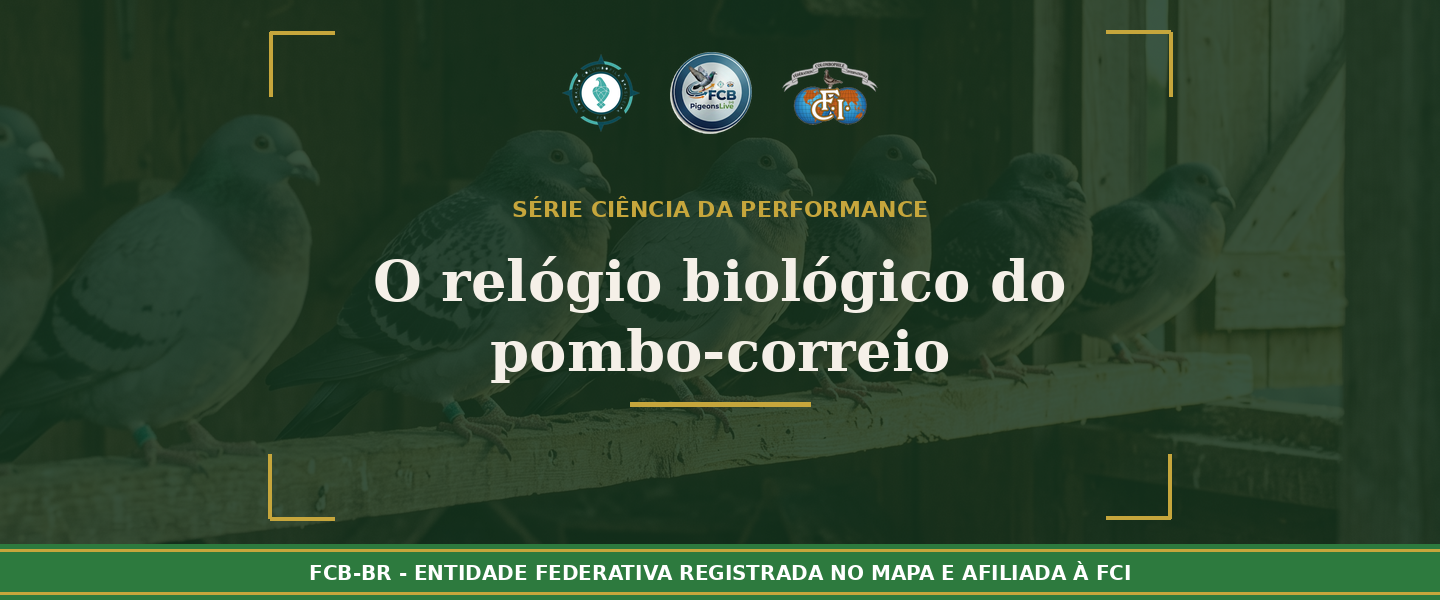 O relógio biológico do pombo-correio: Como o ciclo circadiano controla tudo que acontece no seu pombal