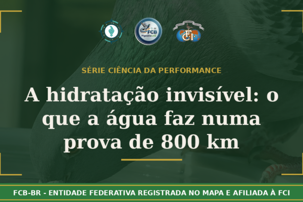 A hidratação invisível: O que a água faz dentro do pombo durante uma prova de 800 KM