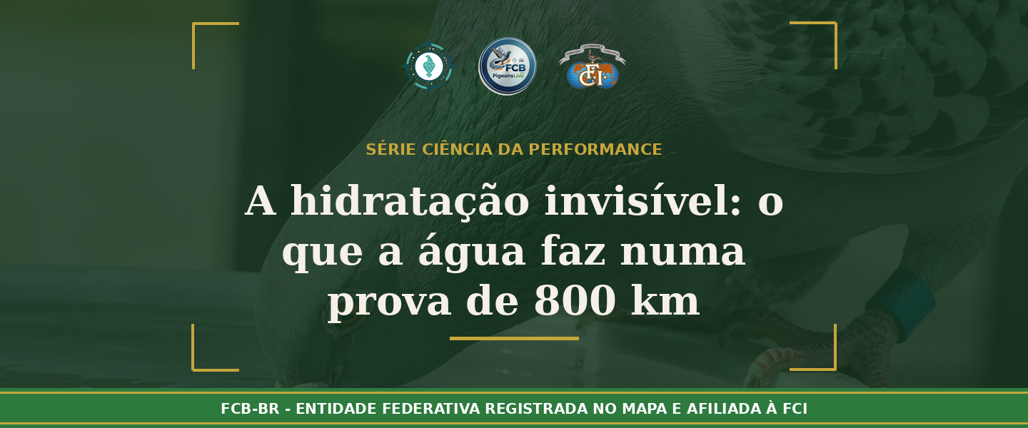 A hidratação invisível: O que a água faz dentro do pombo durante uma prova de 800 KM