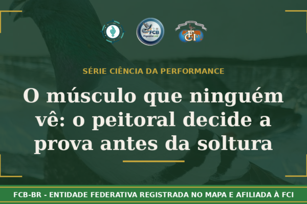 O músculo que ninguém vê: A Ciencia do músculo peitoral e por que ele decide a prova antes da soltura