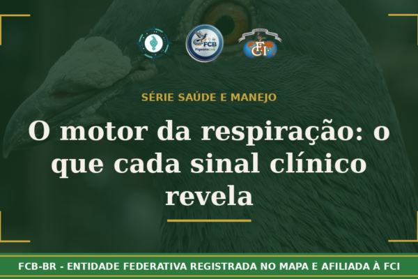 O motor da respiração: Como o sistema respiratório do pombo-correio funciona e o que cada sinal clínico revela