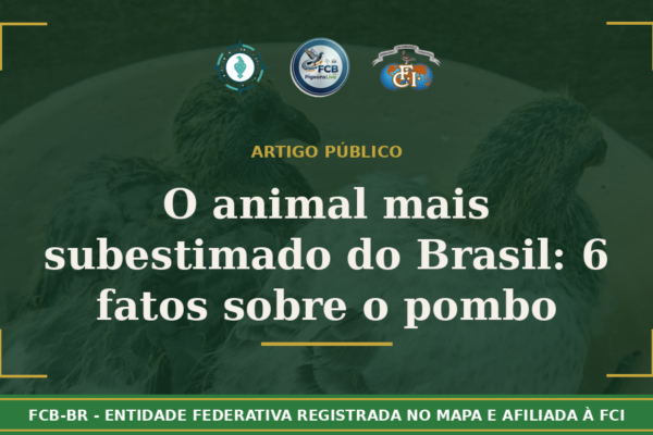 O animal mais subestimado do Brasil: 6 fatos que provam que o pombo é extraordinário