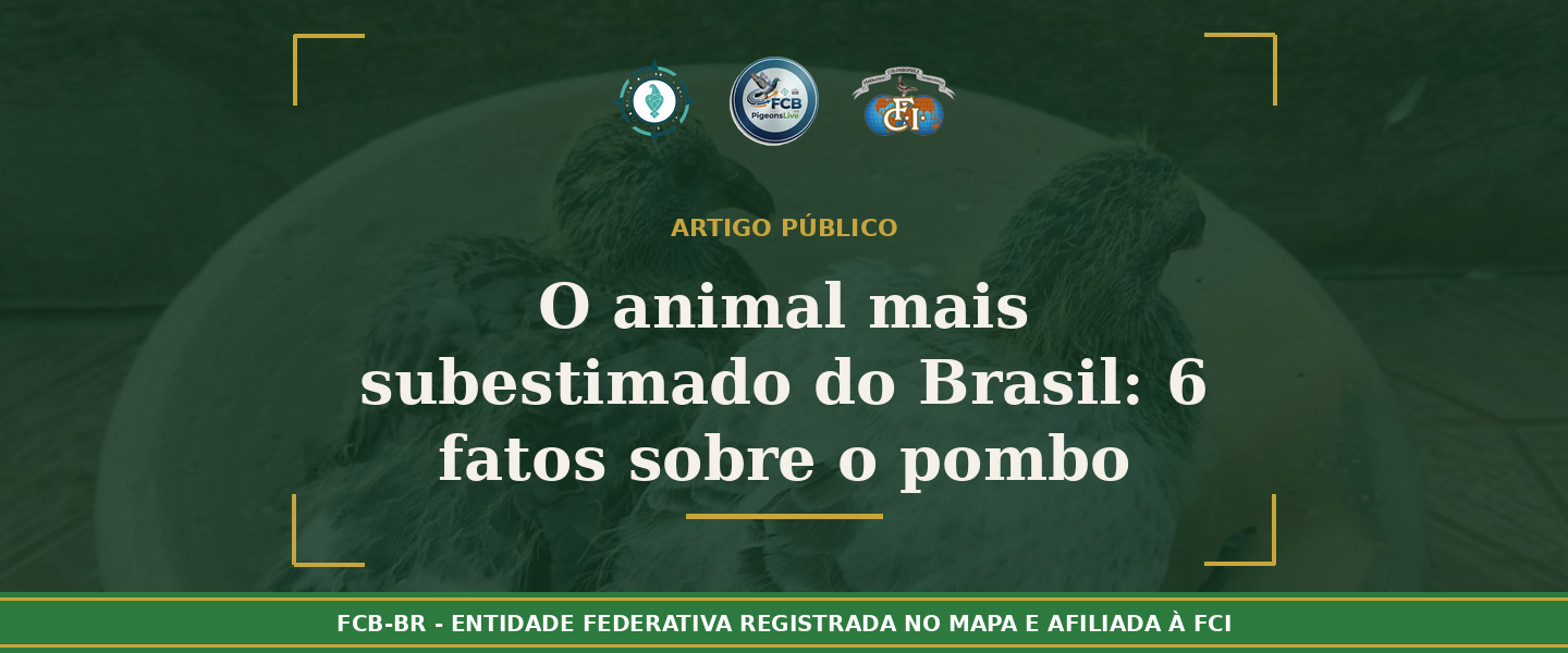 O animal mais subestimado do Brasil: 6 fatos que provam que o pombo é extraordinário