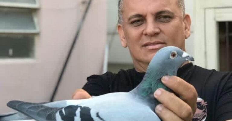 MAURÍCIO PEREIRA DA COSTA – Pombal Arco Verde – Delta Pigeons, Parnaíba – Piauí