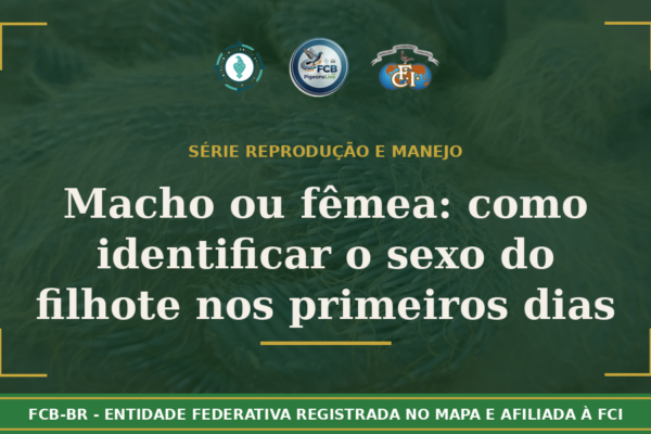 Macho ou Fêmea? Como identificar o sexo do filhote de pombo-correio nos primeiros dias de vida