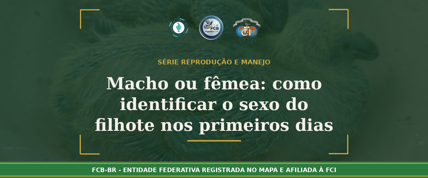 Macho ou Fêmea? Como identificar o sexo do filhote de pombo-correio nos primeiros dias de vida