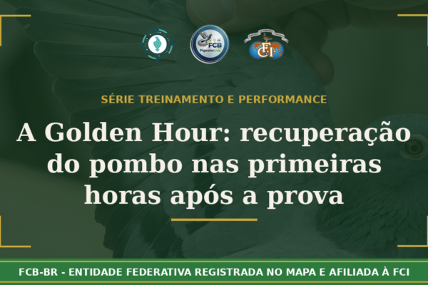 A Golden Hour: Protocolo completo de recuperação do pombo-correio nas primeiras horas após a prova