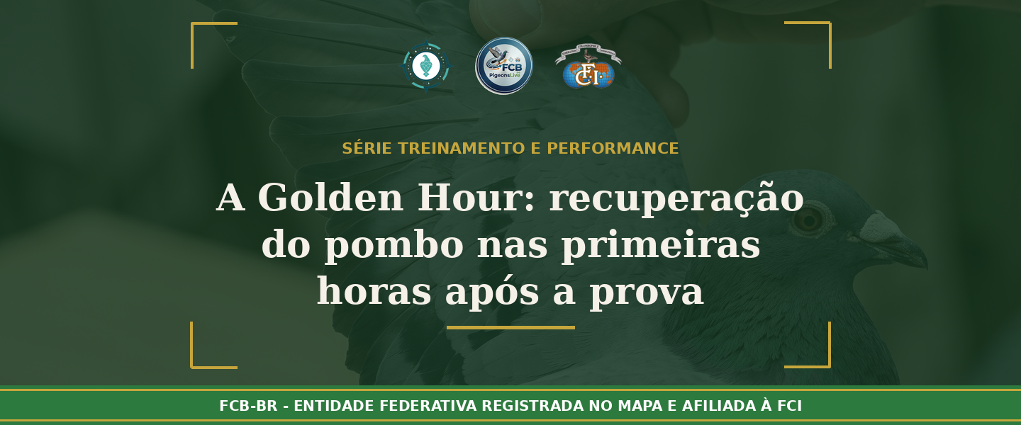 A Golden Hour: Protocolo completo de recuperação do pombo-correio nas primeiras horas após a prova