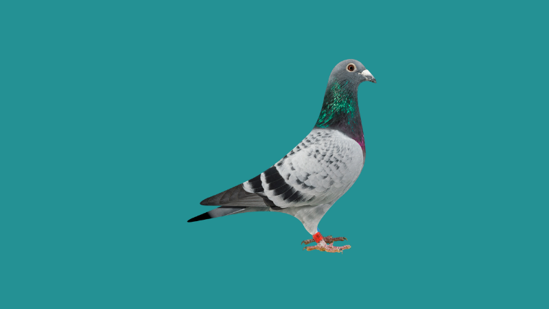 Saúde do Pombo-Correio: O que o Intestino Esconde e o Relógio Revela