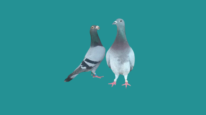 Homenagem aos criadores oficiais do Brasil classificados no ranking do Word Best Pigeons  – Melhores Pombos do Mundo 2022  (FCI) – Brasil no topo do pódio!