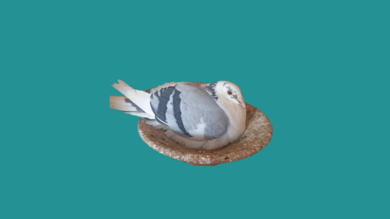 Columbofilia Oficial Brasileira em Foco: Veja os Premiados do Concurso Fotografia 2025